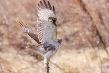 Eastern Buzzard 利根川河川敷 Sun, 3/17/2024