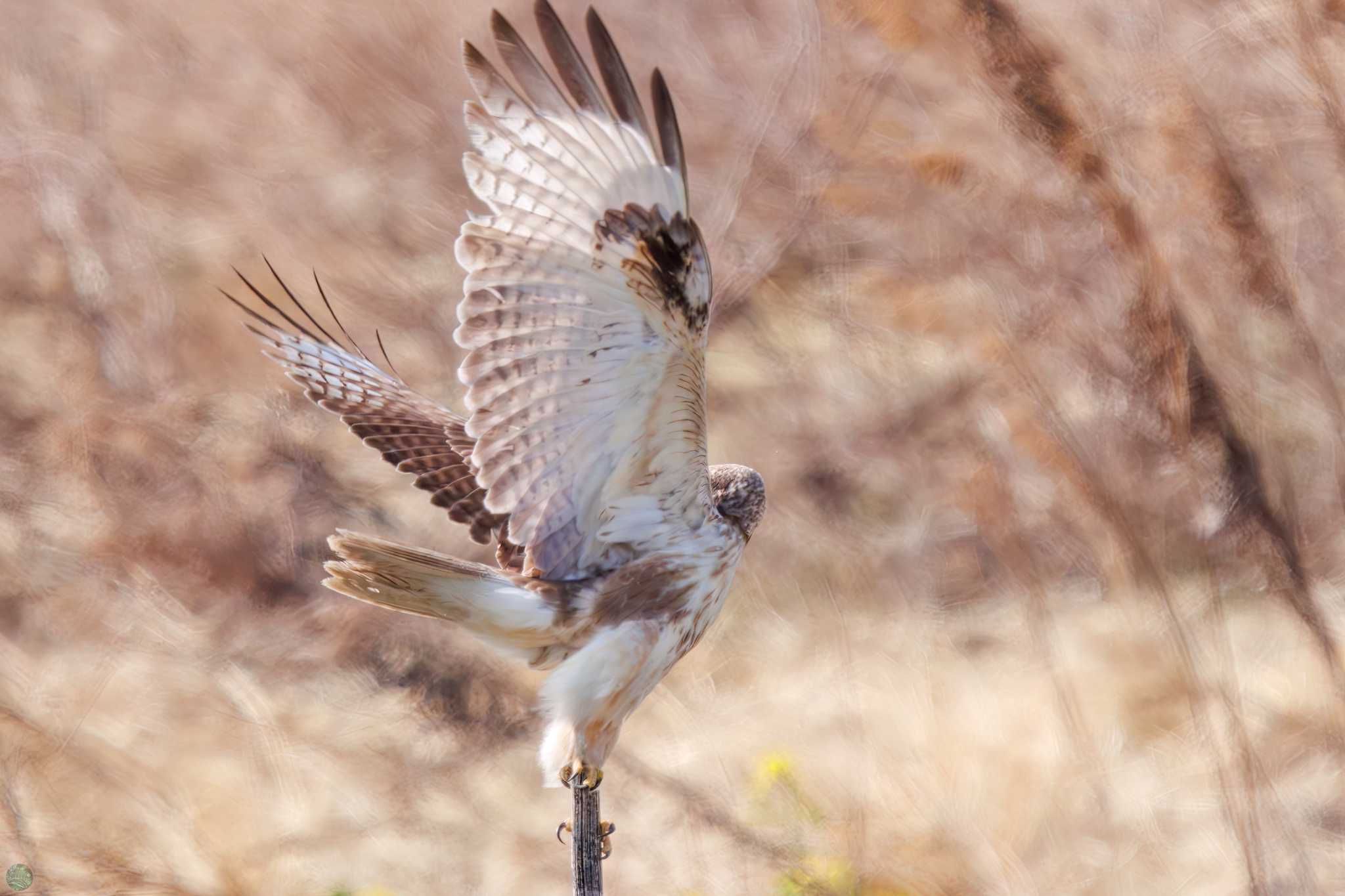 Photo of Eastern Buzzard at 利根川河川敷 by d3_plus