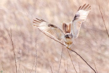 Sun, 3/17/2024 Birding report at 利根川河川敷