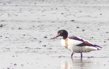 2024年4月1日(月) 大授搦(東与賀干潟)の野鳥観察記録