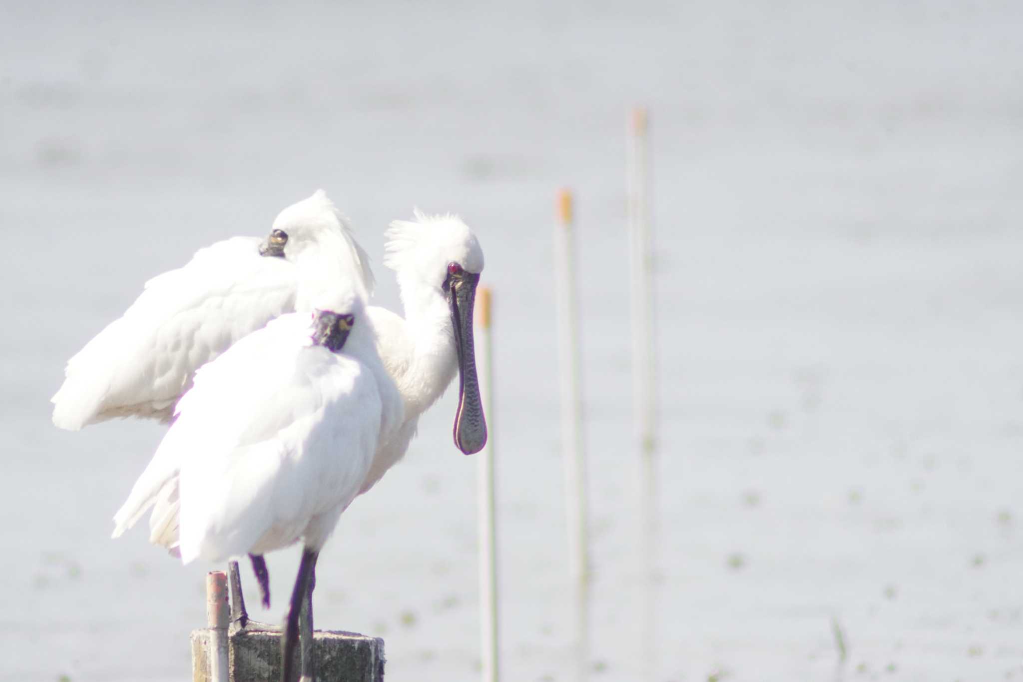 Black-faced Spoonbill