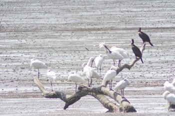 Black-faced Spoonbill Daijugarami Higashiyoka Coast Mon, 4/1/2024