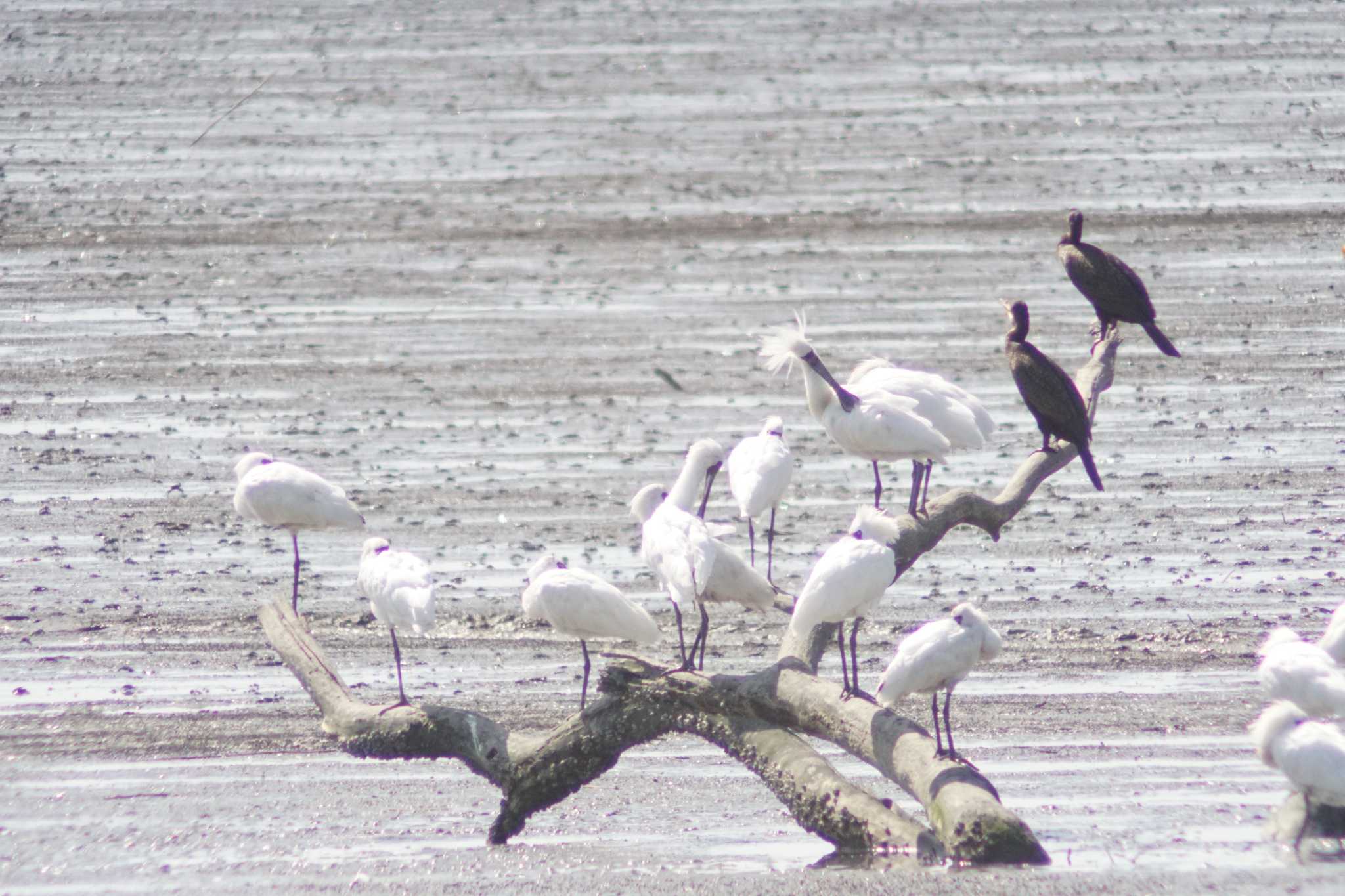 Black-faced Spoonbill