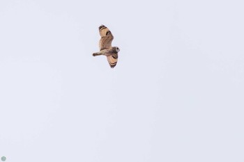 Short-eared Owl 埼玉　荒川河川敷 Sun, 3/17/2024