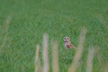 Short-eared Owl 埼玉　荒川河川敷 Sun, 3/17/2024