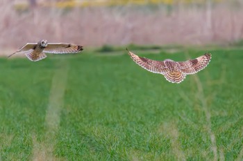 Short-eared Owl 埼玉　荒川河川敷 Sun, 3/17/2024