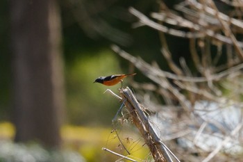 Daurian Redstart 秋が瀬公園 Sun, 3/10/2024