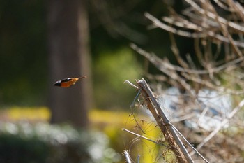 ジョウビタキ 秋が瀬公園 2024年3月10日(日)