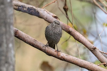 2018年12月15日(土) 湯河原の野鳥観察記録