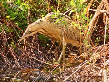 Eurasian Bittern Oizumi Ryokuchi Park Thu, 3/21/2024