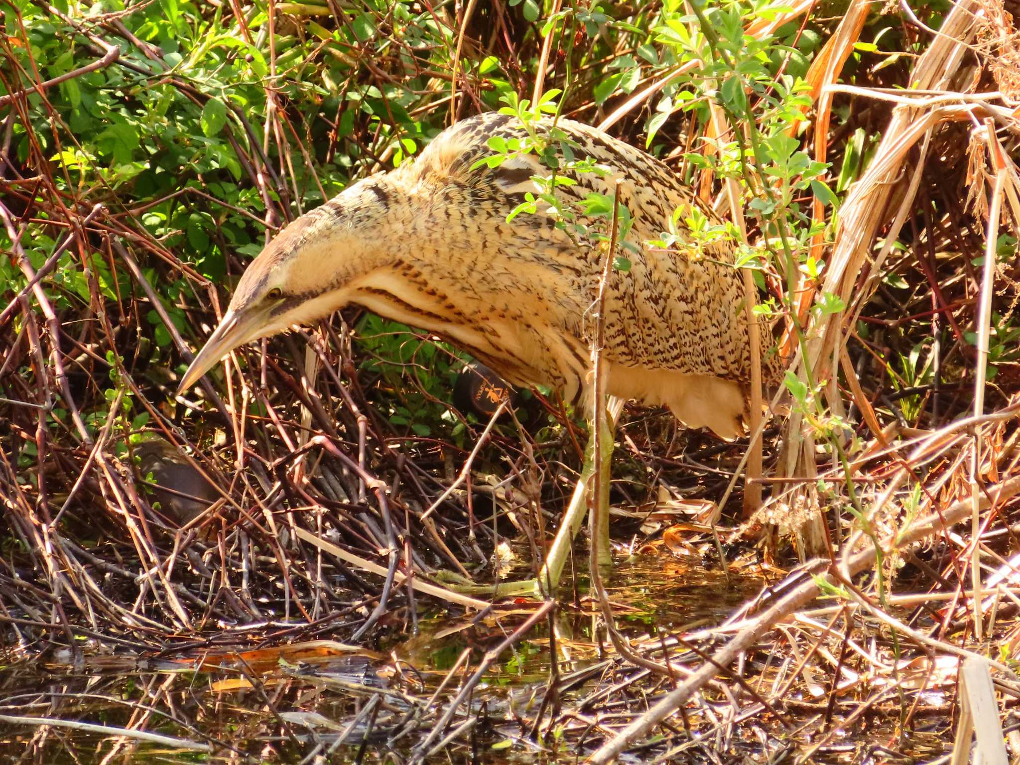 サンカノゴイ