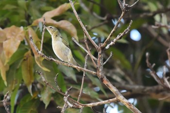 Tennessee Warbler コスタリカ Thu, 2/8/2024