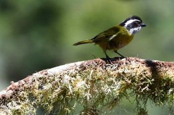 Sooty-capped Chlorospingus コスタリカ Mon, 2/12/2024