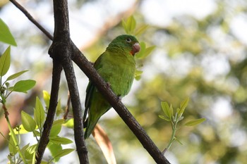 Orange-chinned Parakeet コスタリカ Thu, 2/8/2024