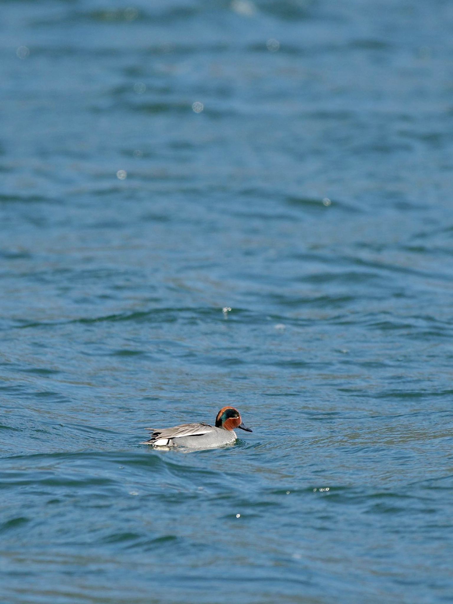 Eurasian Teal