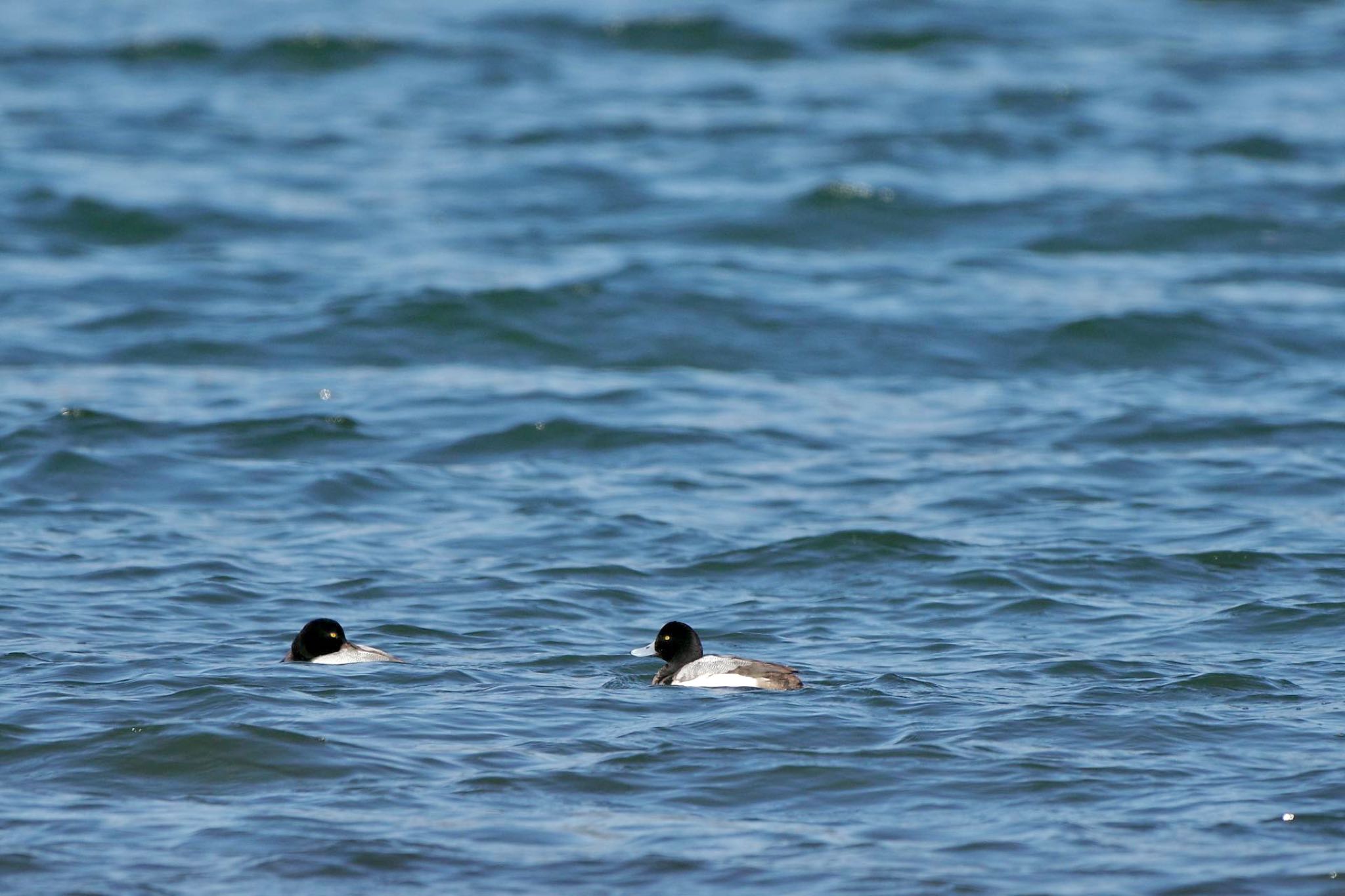 Greater Scaup