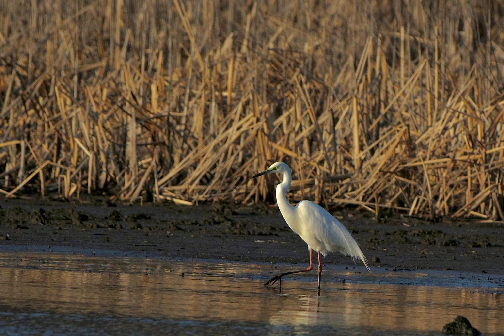 Great Egret