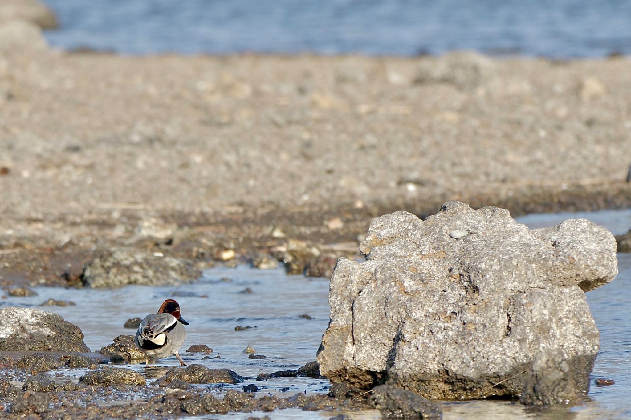 Photo of Eurasian Teal at Lake Kawaguchiko by 關本 英樹