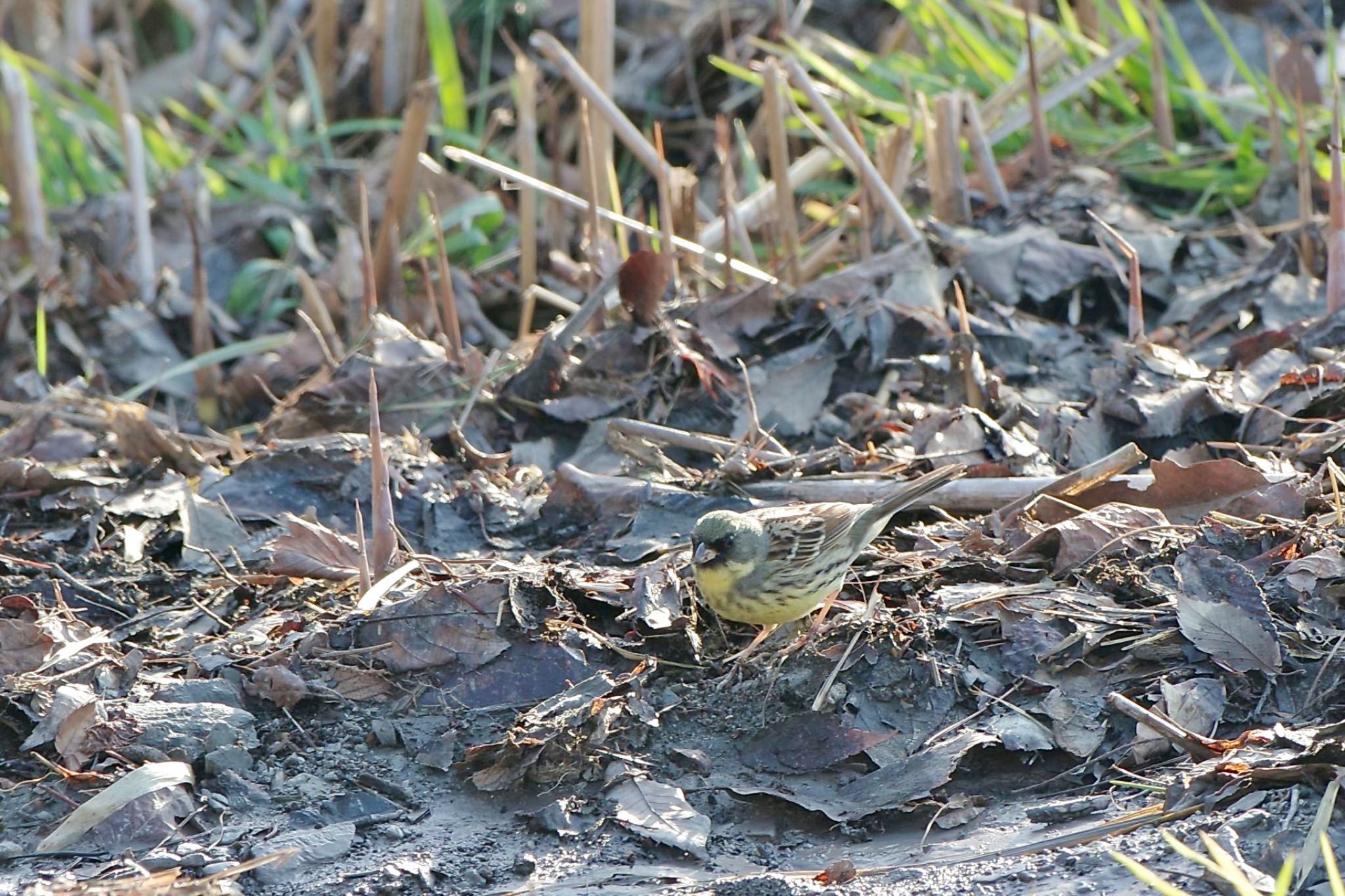 Photo of Masked Bunting at Lake Kawaguchiko by 關本 英樹