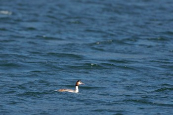 カンムリカイツブリ 河口湖 2024年3月31日(日)