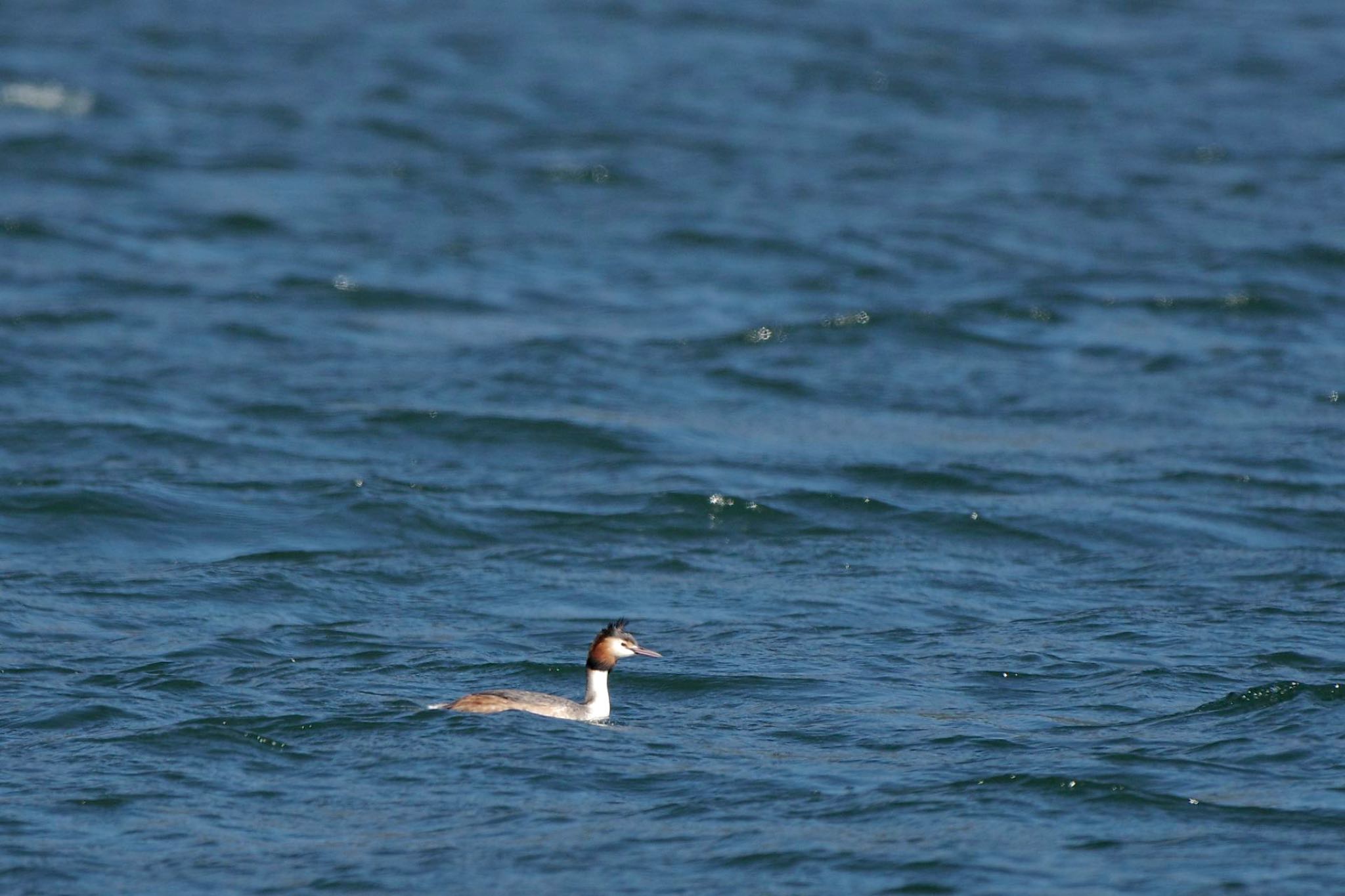 Great Crested Grebe