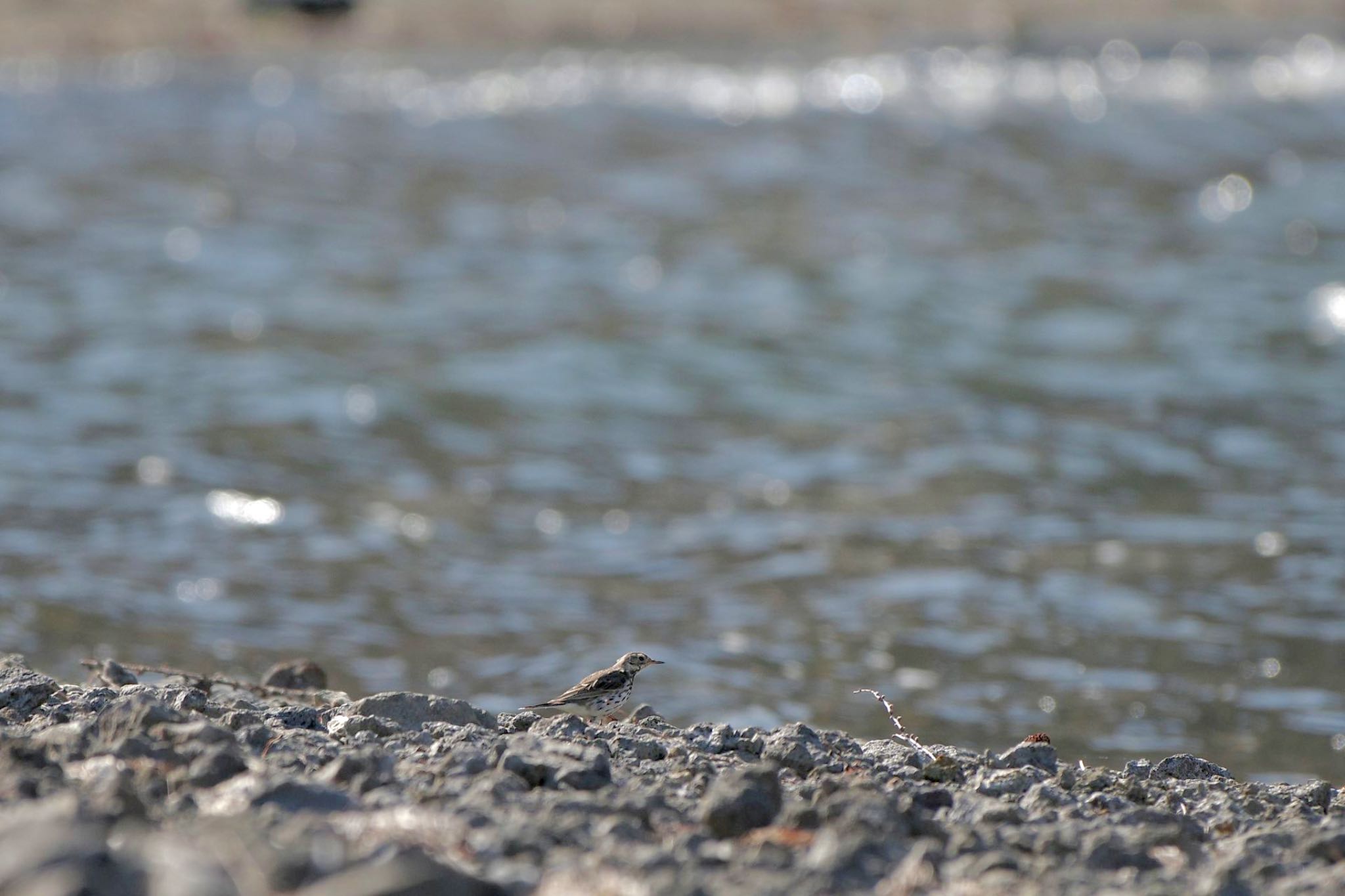 Water Pipit