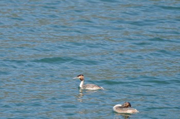 カンムリカイツブリ 河口湖 2024年3月31日(日)