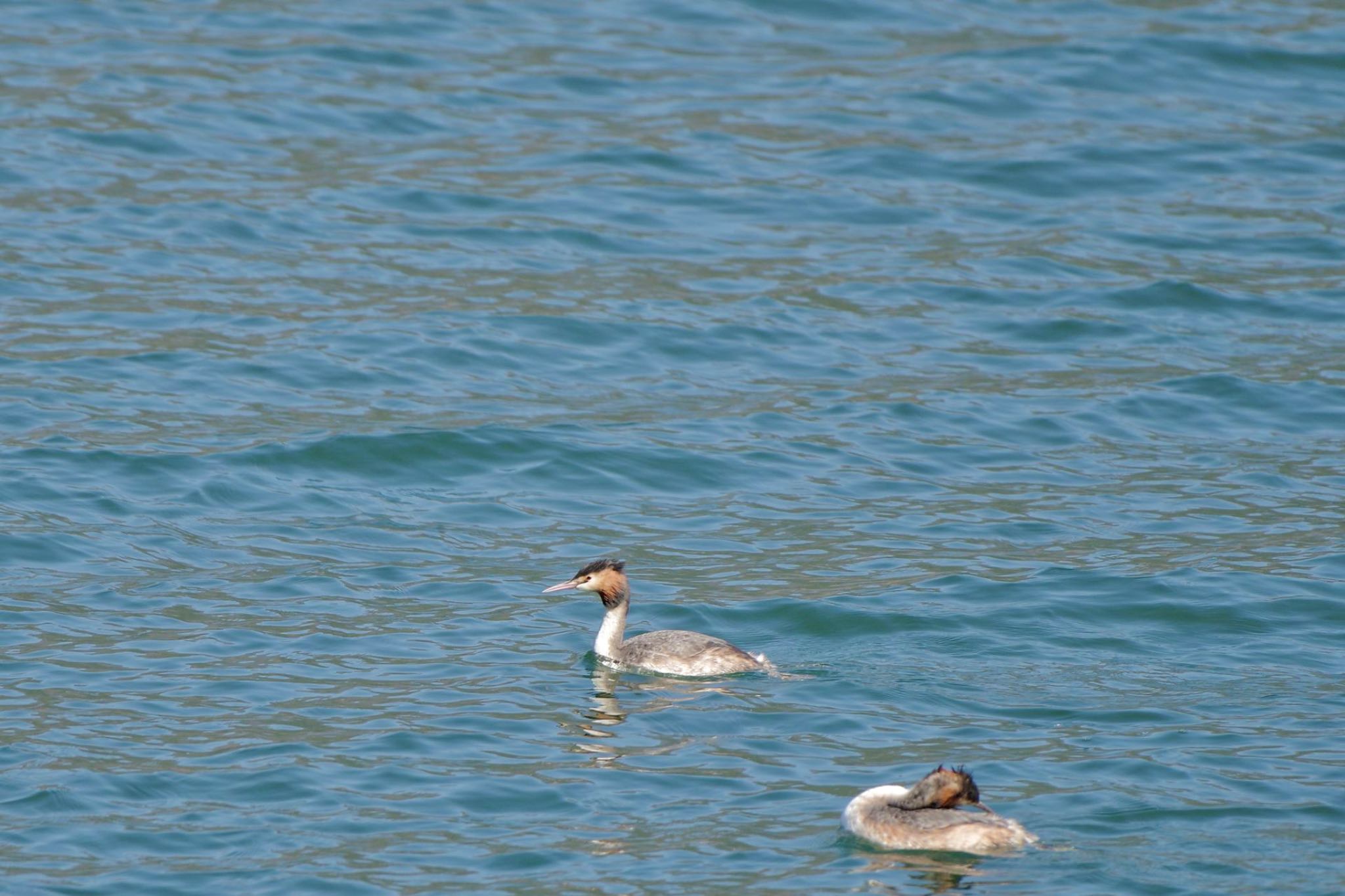 Photo of Great Crested Grebe at Lake Kawaguchiko by 關本 英樹