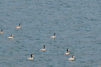 カンムリカイツブリ 河口湖 2024年3月31日(日)