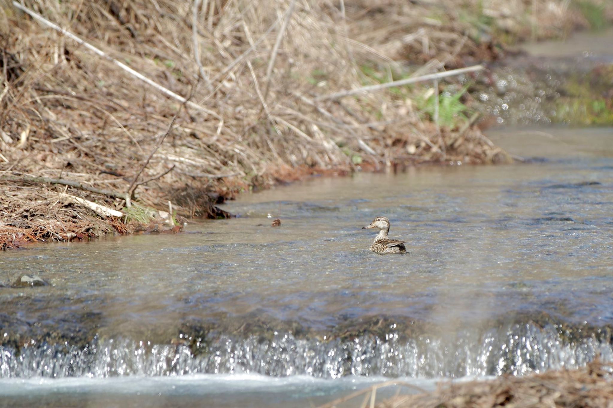 Photo of Eurasian Teal at Lake Kawaguchiko by 關本 英樹