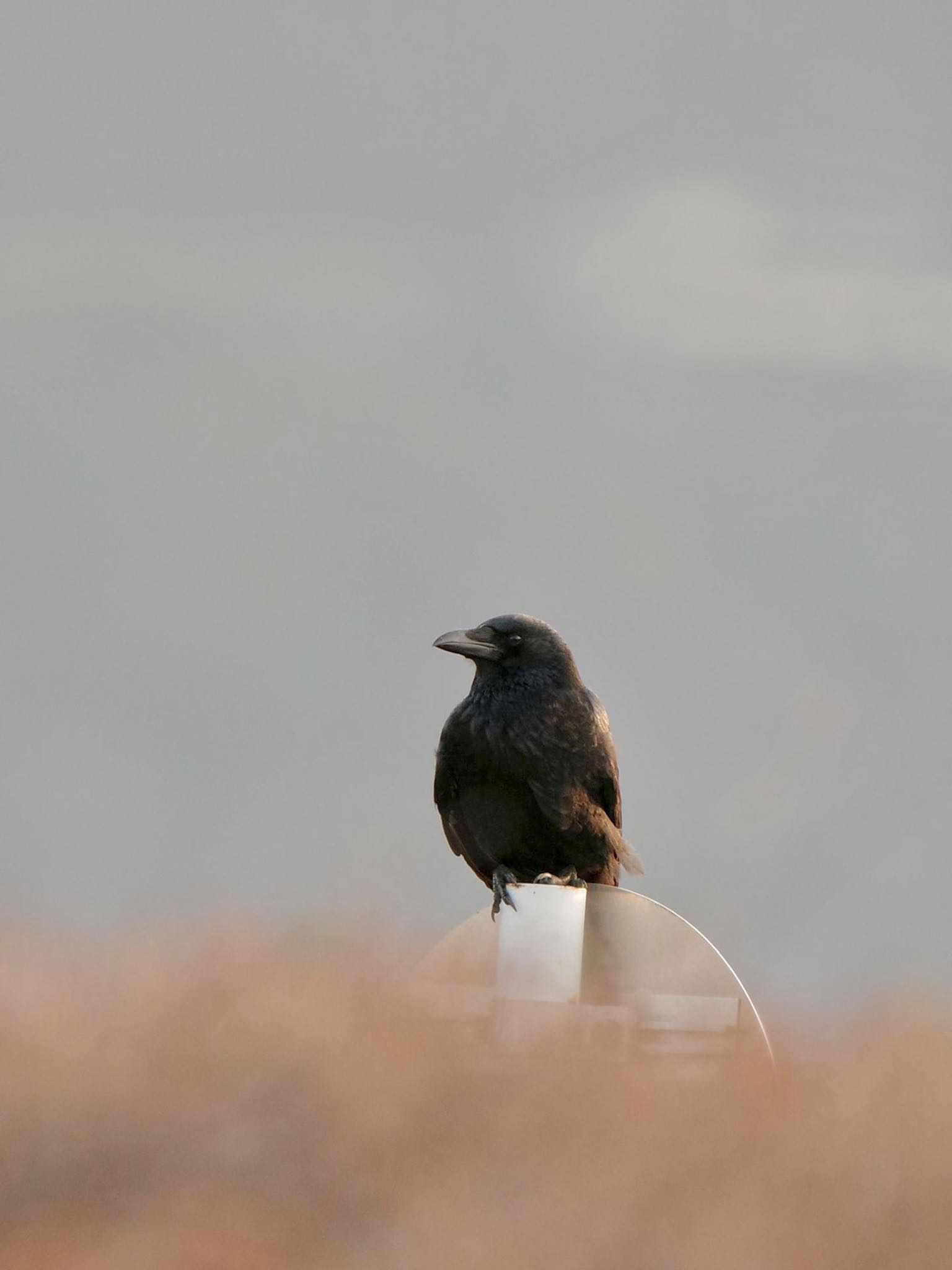 Photo of Carrion Crow at Lake Kawaguchiko by 關本 英樹