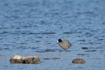 オオバン 河口湖 2024年3月31日(日)