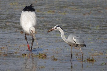 Oriental Stork Unknown Spots Fri, 3/29/2024