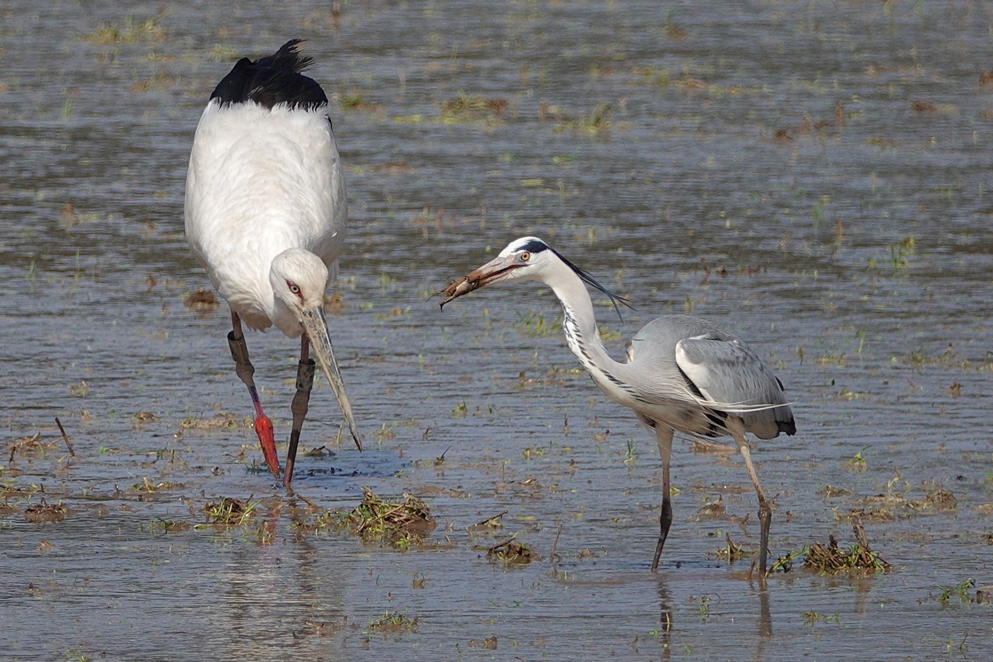 Photo of Oriental Stork at  by のどか