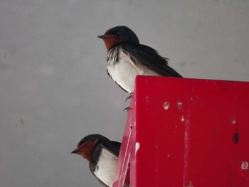 Barn Swallow 春日部市 Sun, 3/31/2024