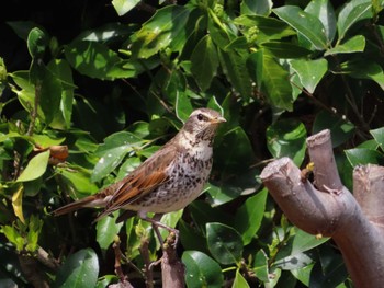 Dusky Thrush 春日部市 Sun, 3/31/2024