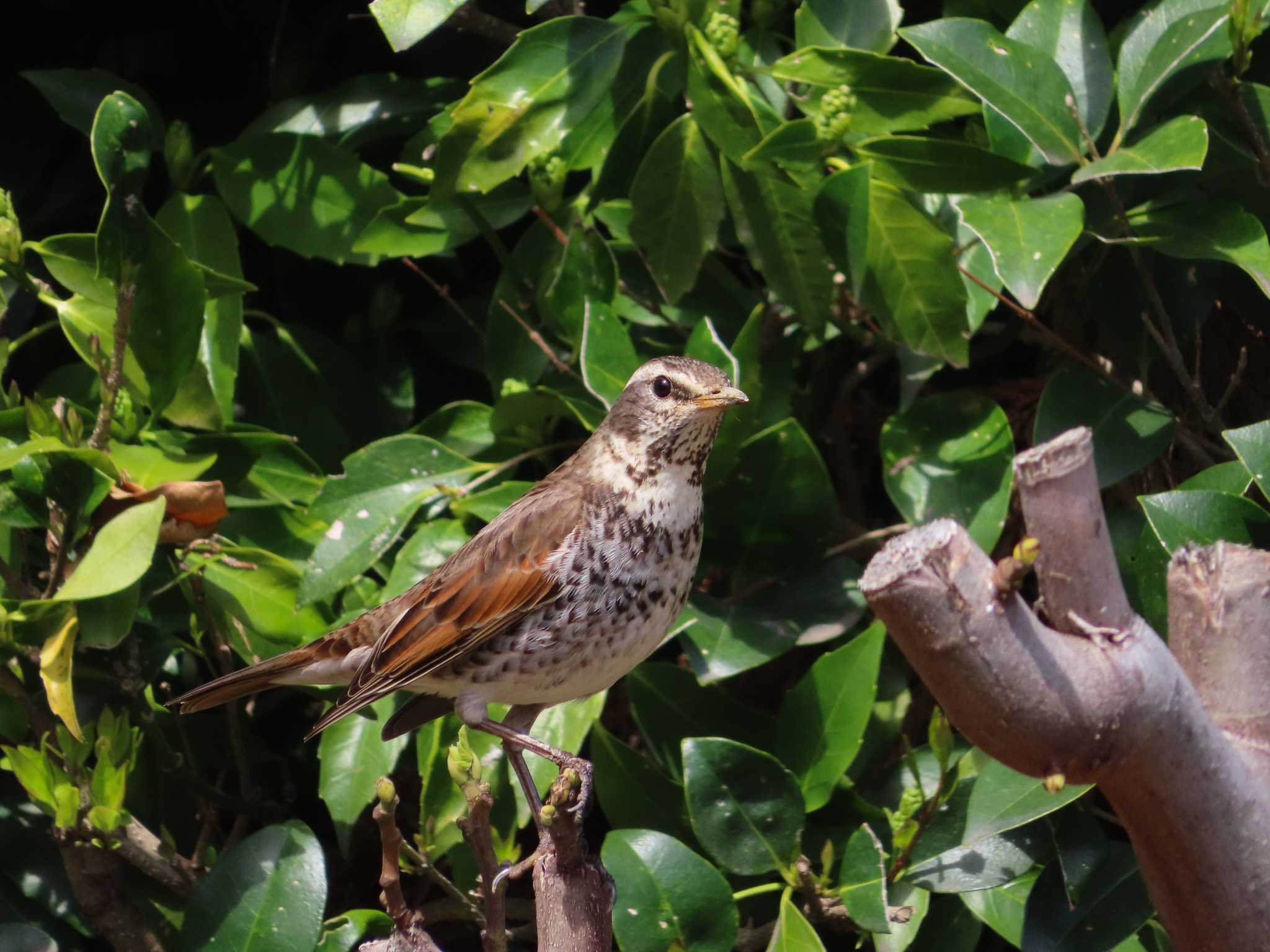 Photo of Dusky Thrush at 春日部市 by kou