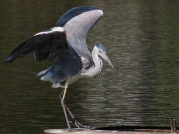 Grey Heron Oikeshinsui Park Sun, 3/31/2024