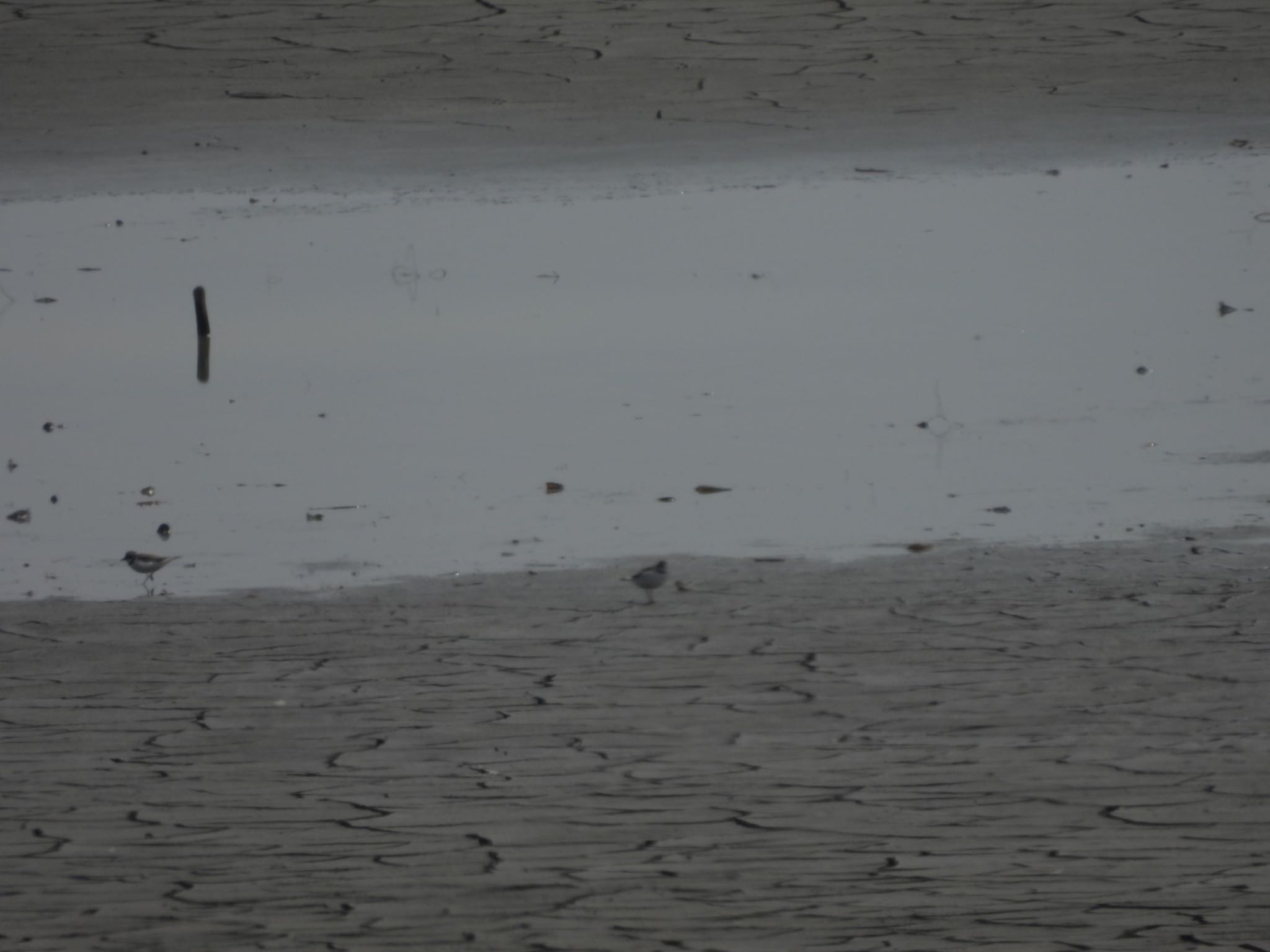 Little Ringed Plover