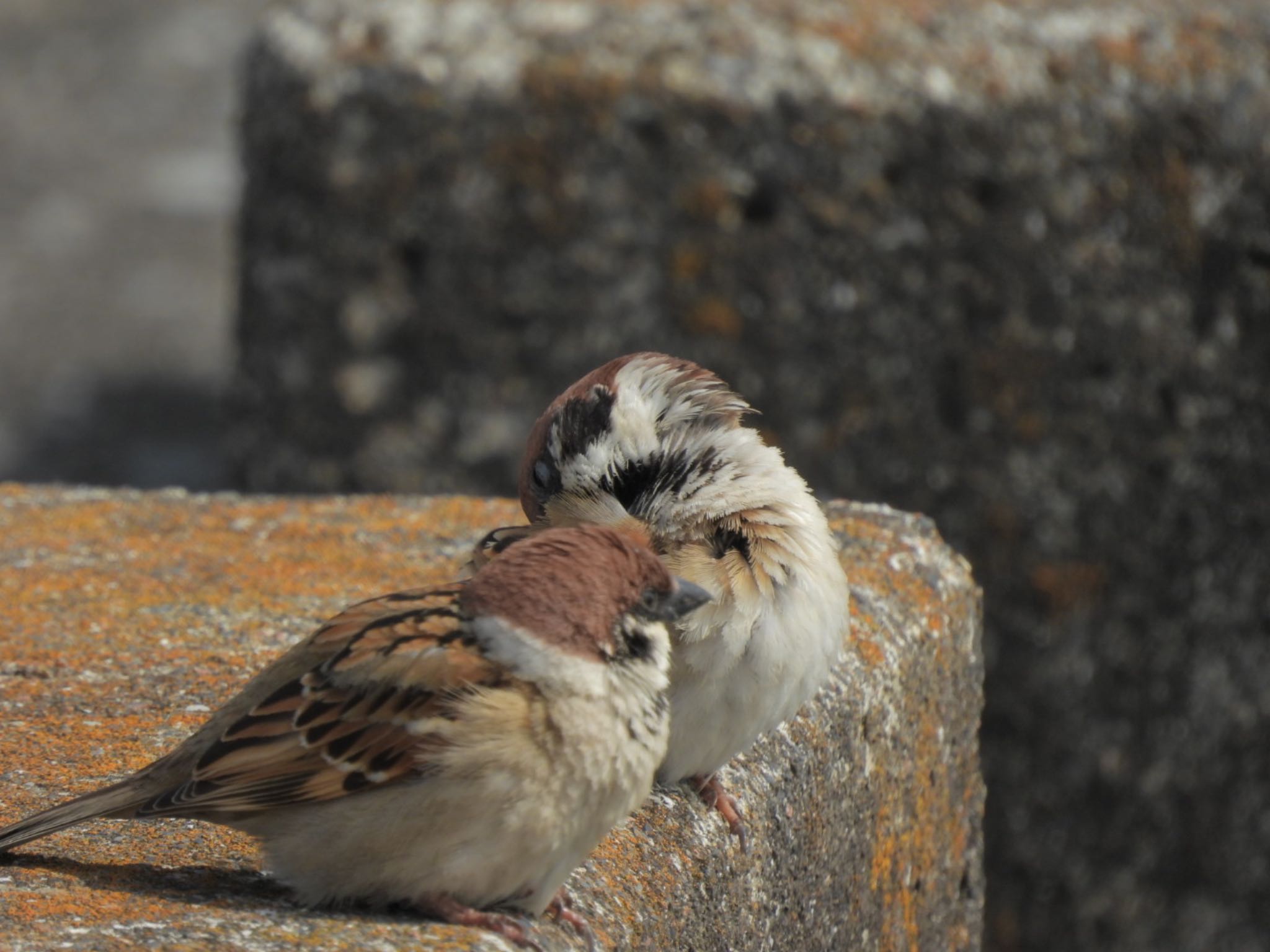 Eurasian Tree Sparrow