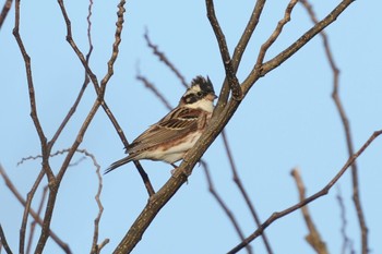 Rustic Bunting 隠岐(島根県) Fri, 3/29/2024