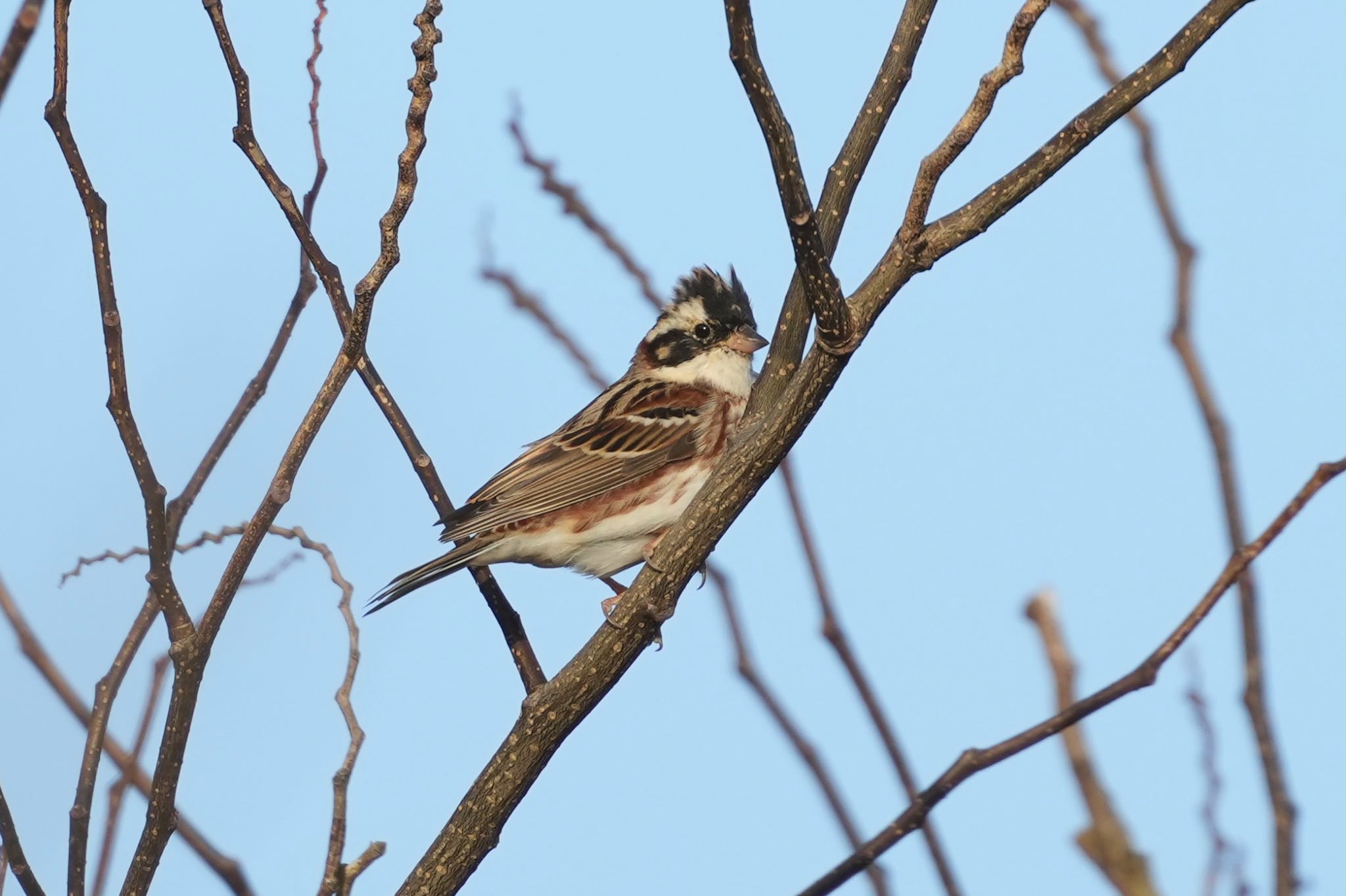 Rustic Bunting