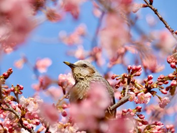 ヒヨドリ 庚申山総合公園 2024年3月4日(月)