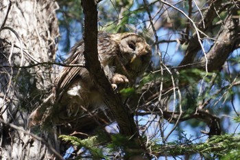 Ural Owl 井の頭自然文化園 Wed, 3/20/2024