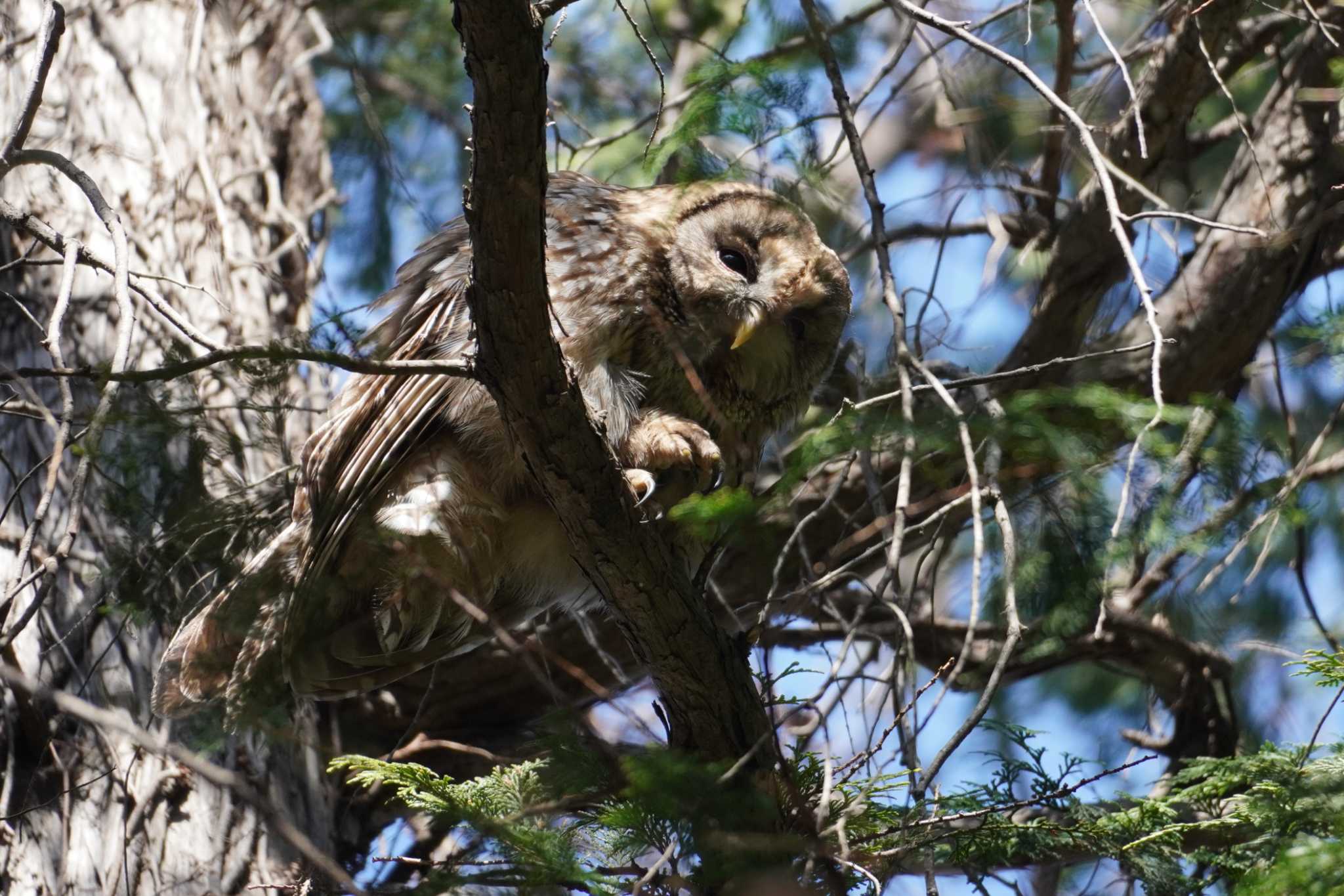 Photo of Ural Owl at 井の頭自然文化園 by たっちゃんち