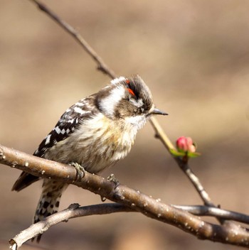 Japanese Pygmy Woodpecker 東京都多摩地域 Sat, 3/9/2024