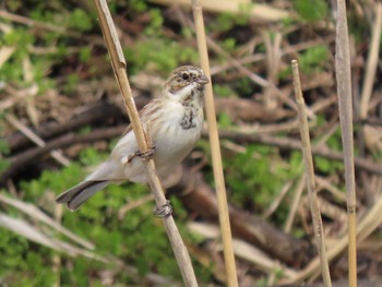 Common Reed Bunting Izunuma Thu, 3/28/2024