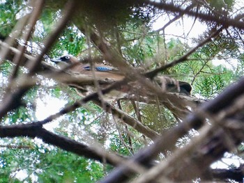 Eurasian Jay 柏市水生水辺公園 Mon, 4/1/2024