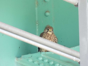 Common Kestrel 淀川河川公園 Wed, 3/27/2024