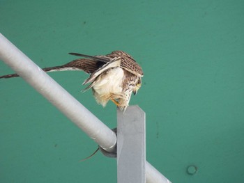 Common Kestrel 淀川河川公園 Wed, 3/27/2024